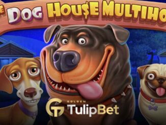 Tulipbet the dog house
