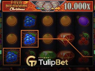 Tulipbet özel network turnuvaları